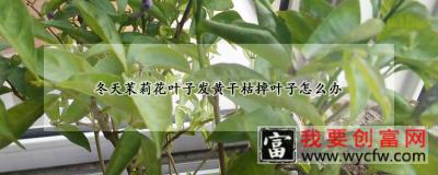 冬天茉莉花叶子发黄干枯掉叶子怎么办