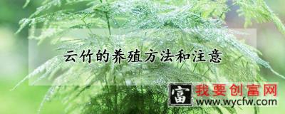 云竹的养殖方法和注意