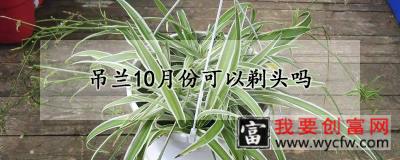 吊兰10月份可以剃头吗