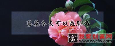 茶花冬天可以施肥吗