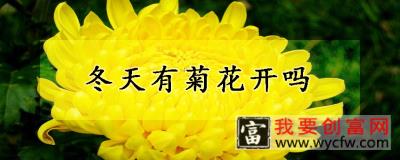 冬天有菊花开吗