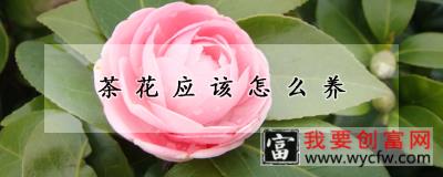 茶花应该怎么养