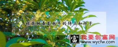 桂花树春夏秋冬的特点和样子