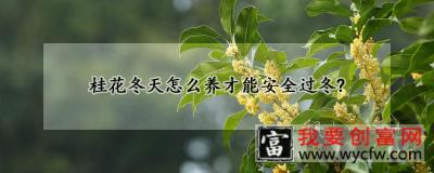 桂花冬天怎么养才能安全过冬？