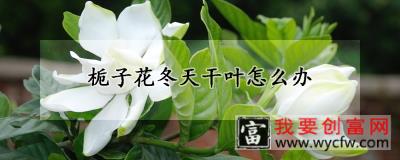 栀子花冬天干叶怎么办