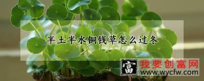 半土半水铜钱草怎么过冬