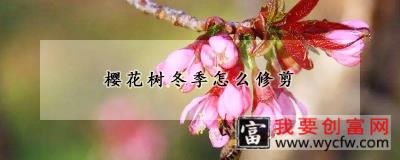 樱花树冬季怎么修剪