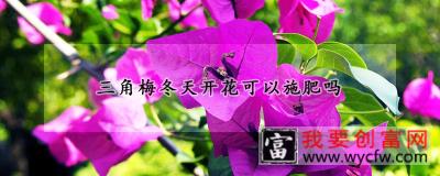 三角梅冬天开花可以施肥吗