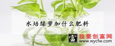 水培绿萝加什么肥料