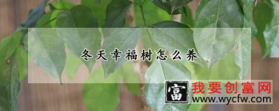 冬天幸福树怎么养