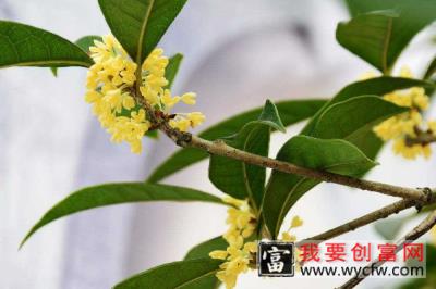 家里种桂花树吉利吗 家中种桂花吉不吉利