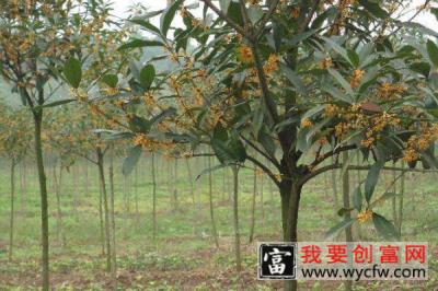 家里种桂花树吉利吗 家中种桂花吉不吉利