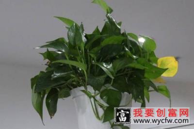 绿萝属于阴气重的植物吗 绿萝花阴气重吗