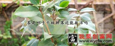 茶花叶子干枯掉落还能救活吗