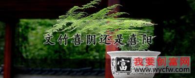 文竹喜阴还是喜阳