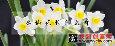 水仙花长什么样