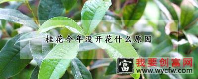 桂花今年没开花什么原因