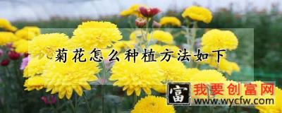 菊花怎么种植方法如下