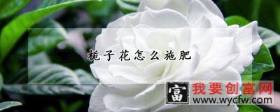 栀子花怎么施肥