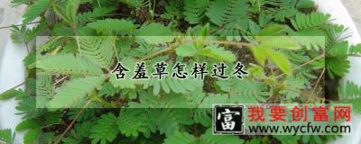 含羞草怎样过冬