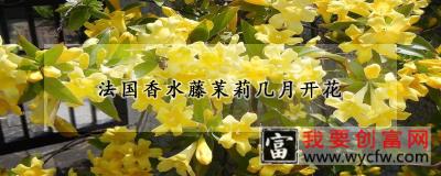 法国香水藤茉莉几月开花