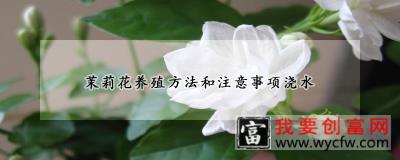 茉莉花养殖方法和注意事项浇水