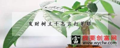 发财树主干怎么打芽眼