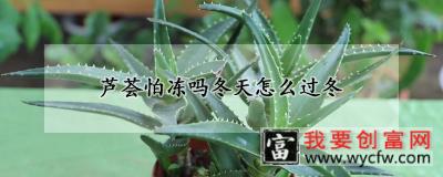 芦荟怕冻吗冬天怎么过冬