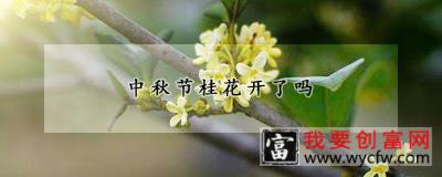 中秋节桂花开了吗