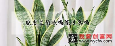 虎皮兰怕冻吗能过冬吗