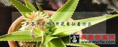 芦荟开花吗？开花象征着什么