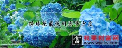 绣球花最低耐寒多少度