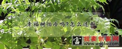 幸福树怕冷吗？怎么过冬