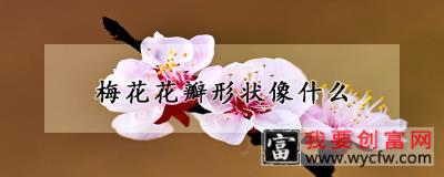 梅花花瓣形状像什么