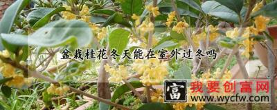 盆栽桂花冬天能在室外过冬吗