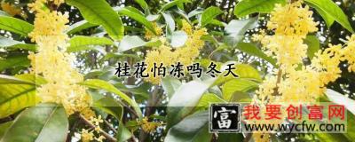 桂花怕冻吗冬天