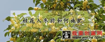 桂花入冬前如何施肥