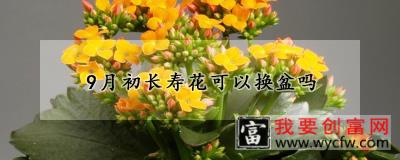 9月初长寿花可以换盆吗