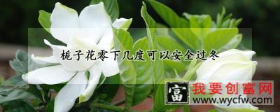 栀子花零下几度可以安全过冬