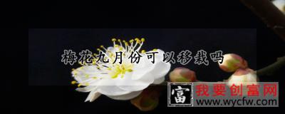 梅花九月份可以移栽吗