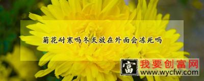 菊花耐寒吗冬天放在外面会冻死吗