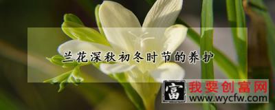 兰花深秋初冬时节的养护