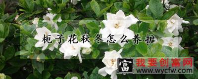 枙子花秋冬怎么养护