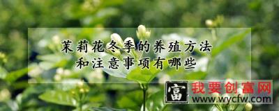 茉莉花冬季的养殖方法和注意事项有哪些