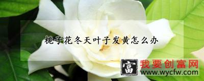 栀子花冬天叶子发黄怎么办