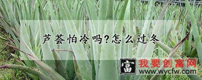 芦荟怕冷吗？怎么过冬