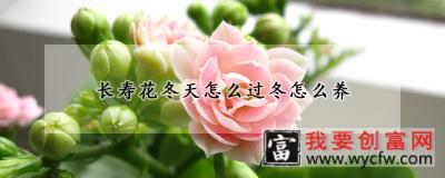 长寿花冬天怎么过冬怎么养