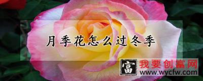 月季花怎么过冬季