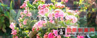 长寿花怎么过冬