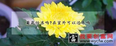 菊花怕冻吗？在室外可以过冬吗